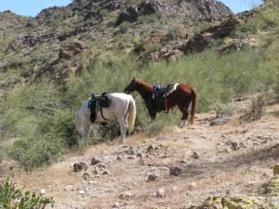 Horses at Pass Mountain Trail