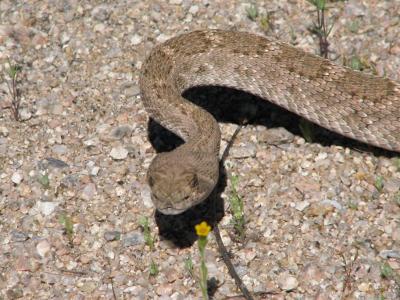 Rattlesnake on the Meredian Trail