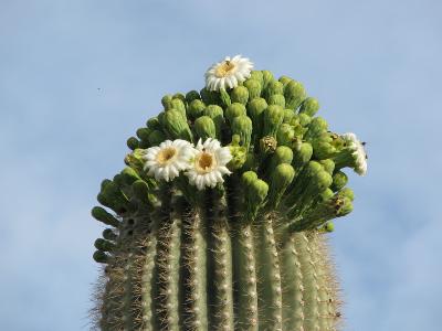 Saguaro Cactus blossom