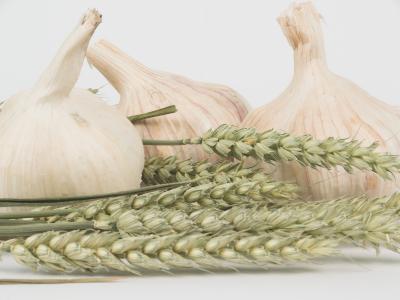 Three cloves of garlic resting on grains of wheat.